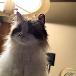 Meet your Posher, Al